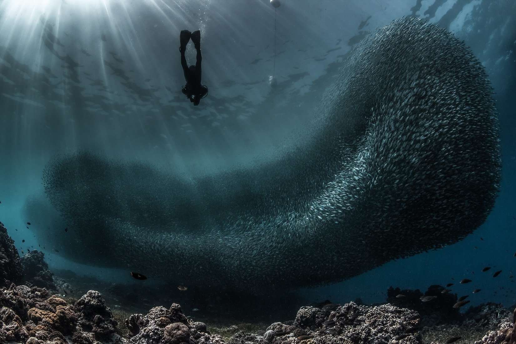 Sardine Run in Moalboal