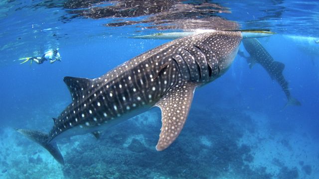 Whale Sharks in Oslob