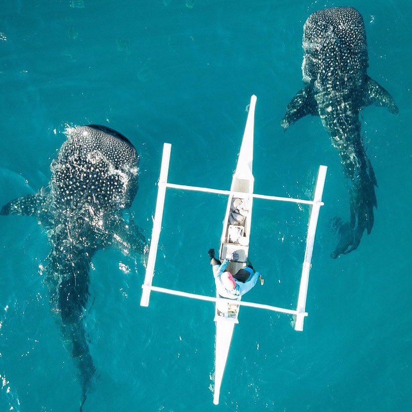 Swim with the Whale Sharks