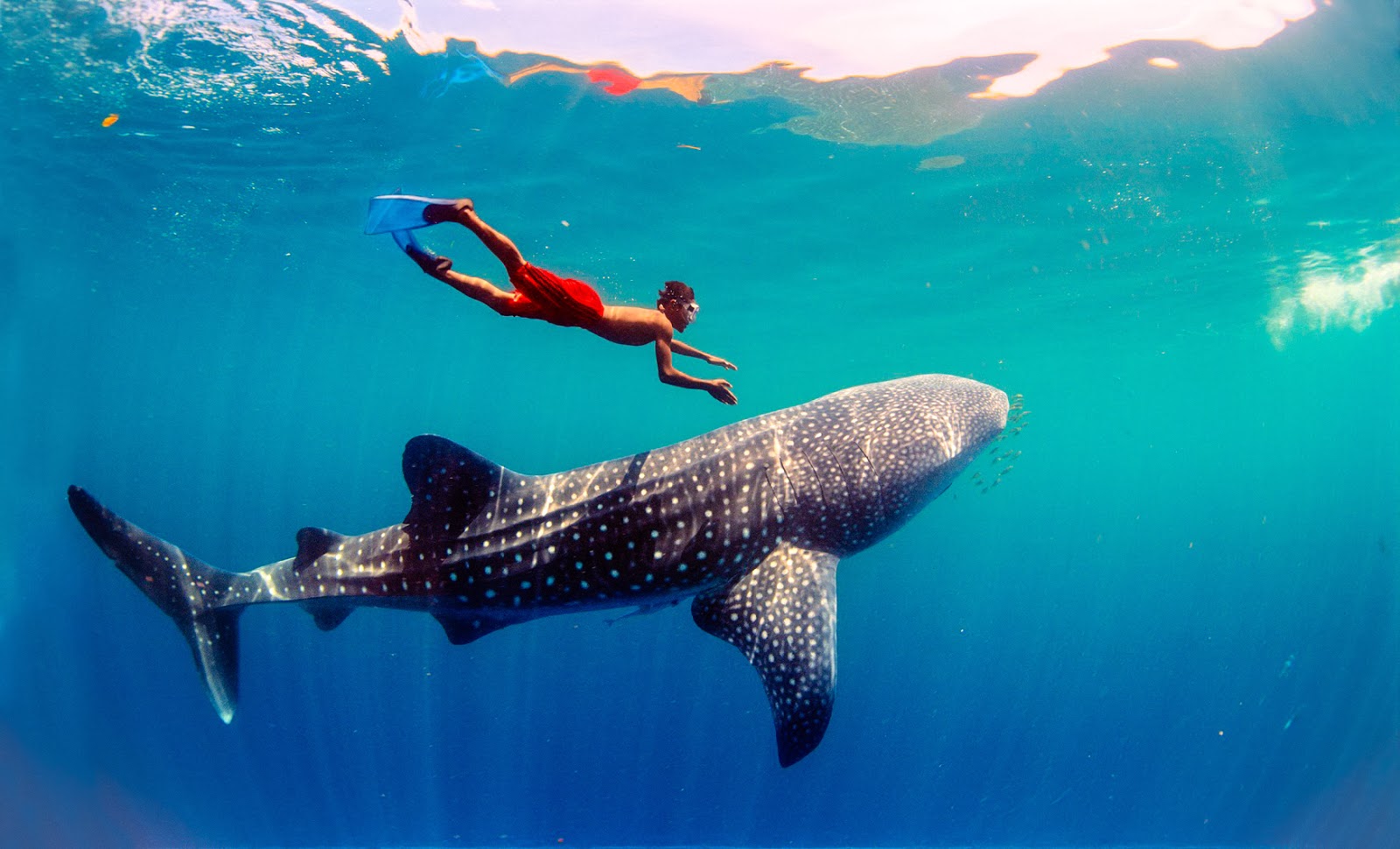 Swim with the Whale Sharks